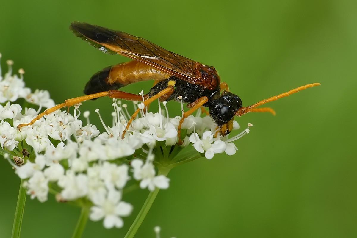 Nazwa:  blonkowka99144cf.jpg
Wyświetleń: 297
Rozmiar:  143,1 KB