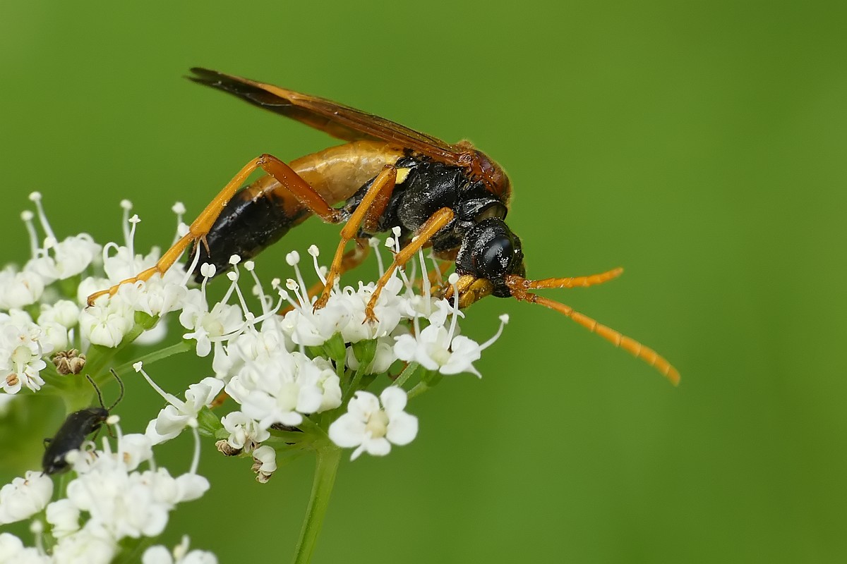 Nazwa:  blonkowka99351cf.jpg
Wyświetleń: 275
Rozmiar:  140,7 KB