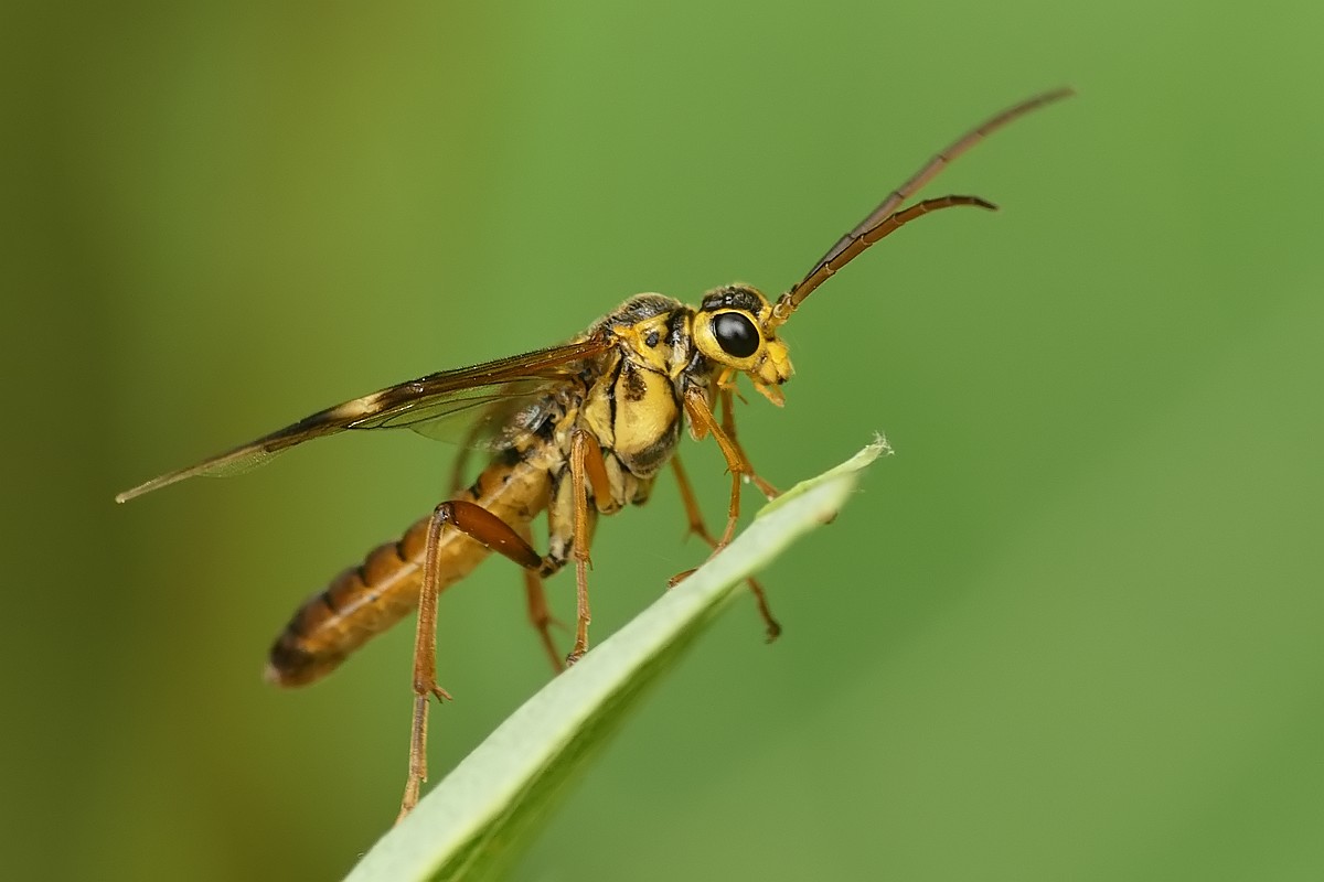 Nazwa:  rosliniarka113156cf.jpg
Wyświetleń: 161
Rozmiar:  86,4 KB