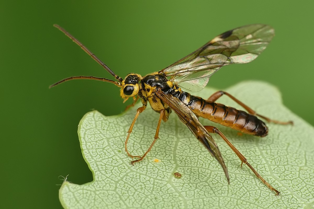 Nazwa:  rosliniarka113140cf.jpg
Wyświetleń: 161
Rozmiar:  184,9 KB