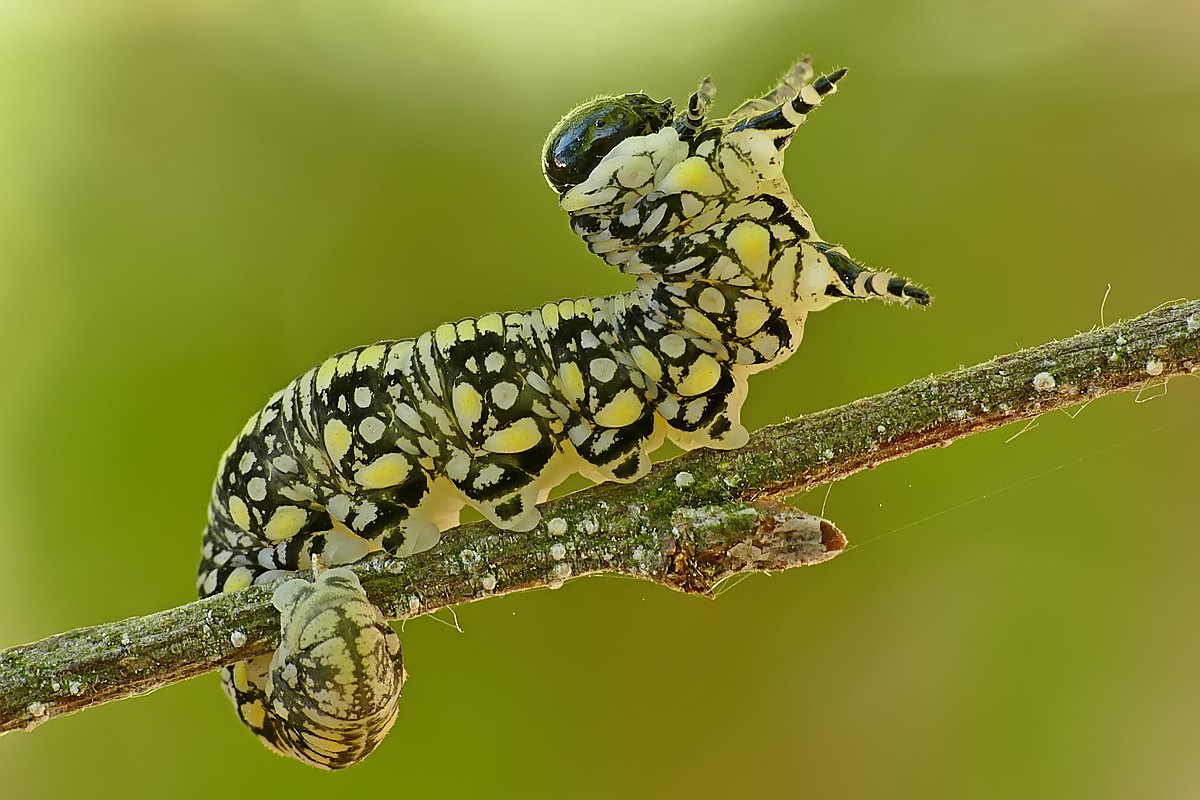 Nazwa:  larwa109744cf.jpg
Wyświetleń: 345
Rozmiar:  215,5 KB