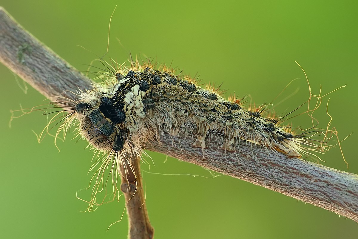 Nazwa:  gasienica107787cf.jpg
Wyświetleń: 308
Rozmiar:  219,9 KB