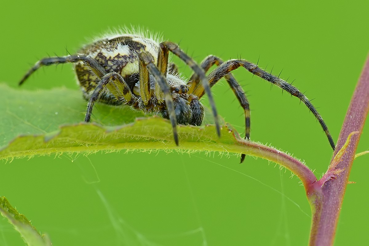 Nazwa:  kolosz79178cf.jpg
Wyświetleń: 280
Rozmiar:  160,9 KB