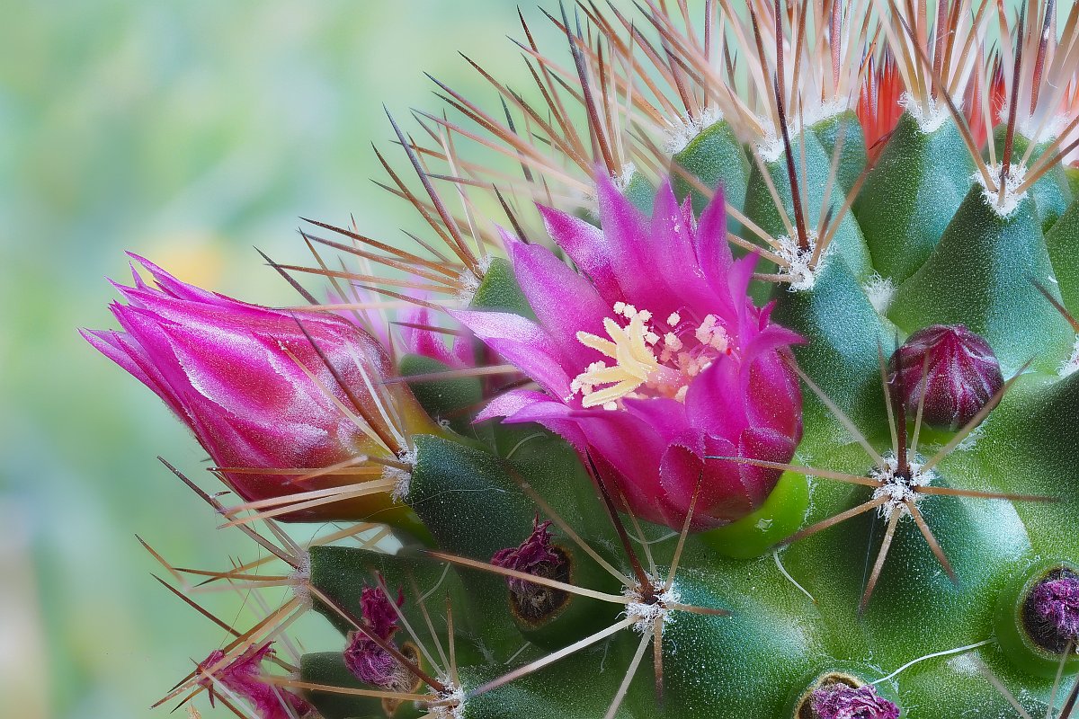 Nazwa:  Mammillaria 008980-9004e.jpg
Wyświetleń: 143
Rozmiar:  293,4 KB