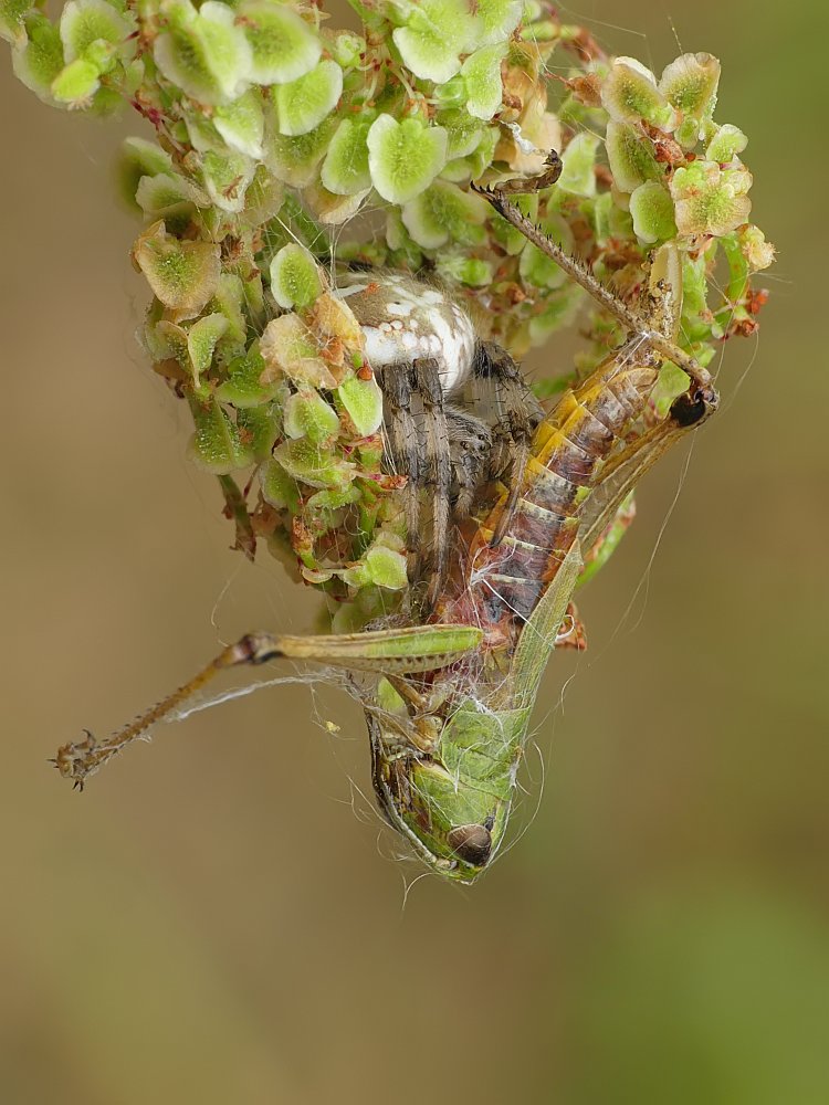 Nazwa:  krzyzak225606cf.jpg
Wyświetleń: 173
Rozmiar:  120,5 KB