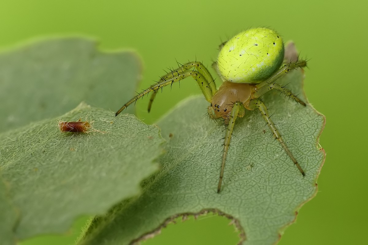 Nazwa:  nalistnik110555cf.jpg
Wyświetleń: 326
Rozmiar:  154,6 KB