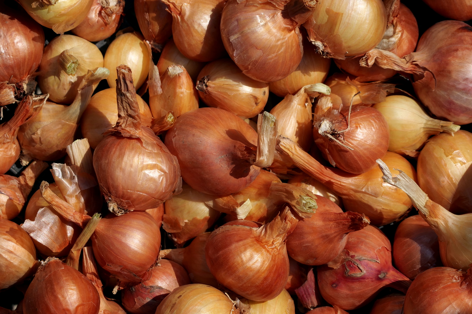 Nazwa:  P1039918.JPG
Wyświetleń: 106
Rozmiar:  1,02 MB