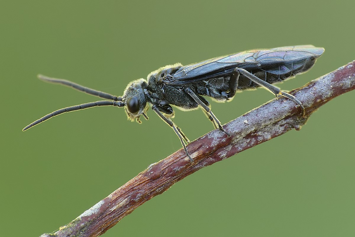 Nazwa:  plast70232cf.jpg
Wyświetleń: 314
Rozmiar:  156,5 KB