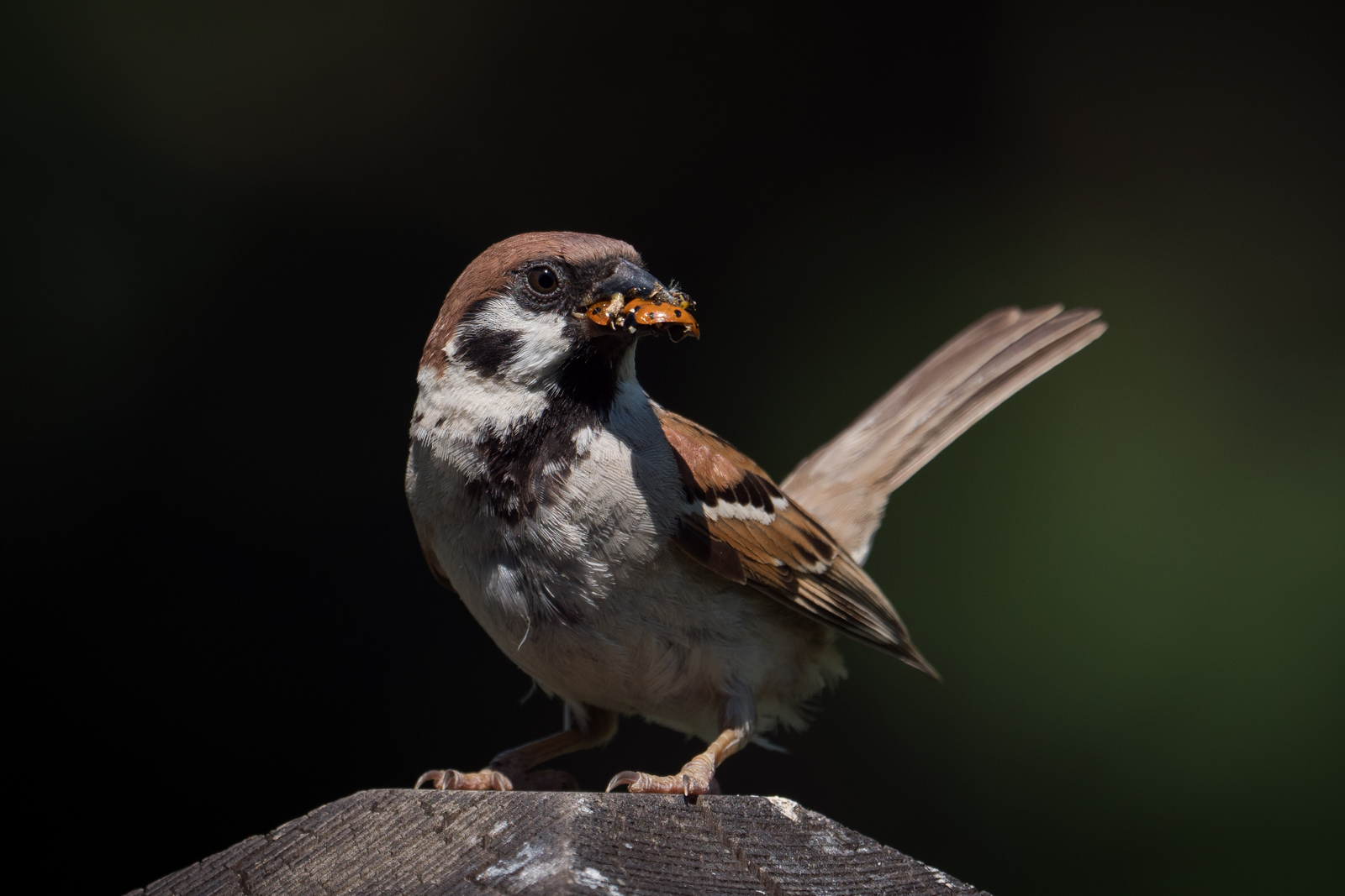Nazwa:  P1039586.JPG
Wyświetleń: 220
Rozmiar:  599,3 KB