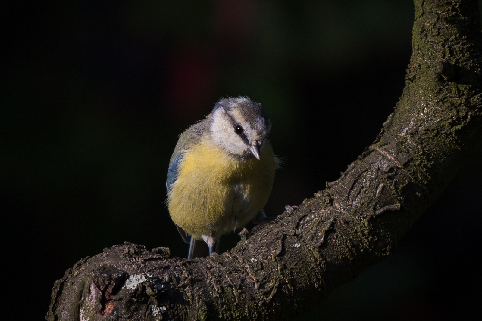 Nazwa:  P1039942.JPG
Wyświetleń: 220
Rozmiar:  842,9 KB