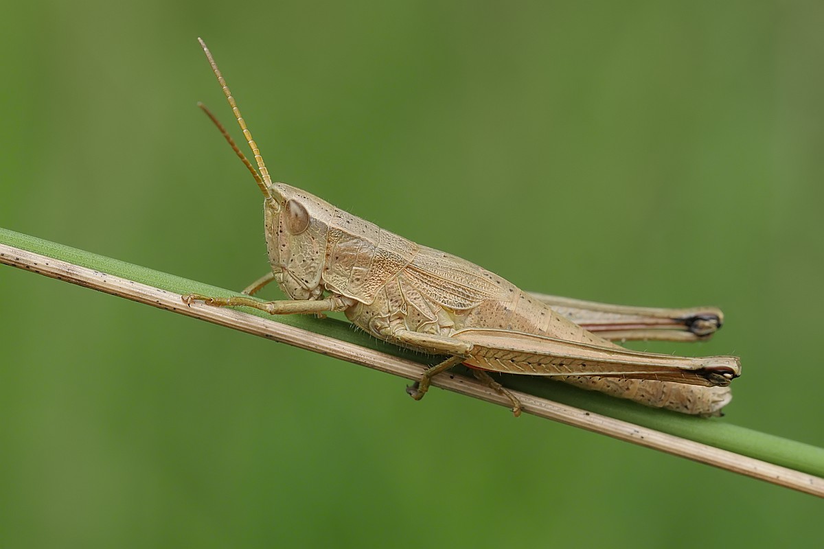 Nazwa:  konik16251gf.jpg
Wyświetleń: 267
Rozmiar:  101,9 KB