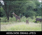 Kliknij obrazek, aby uzyskać większą wersję

Nazwa:	P6240076.JPG
Wyświetleń:	240
Rozmiar:	3,87 MB
ID:	213330