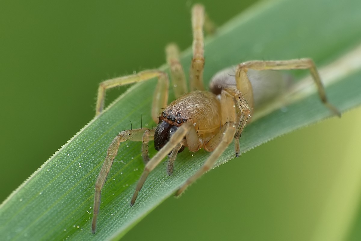 Nazwa:  pajak76343cf.jpg
Wyświetleń: 229
Rozmiar:  126,7 KB