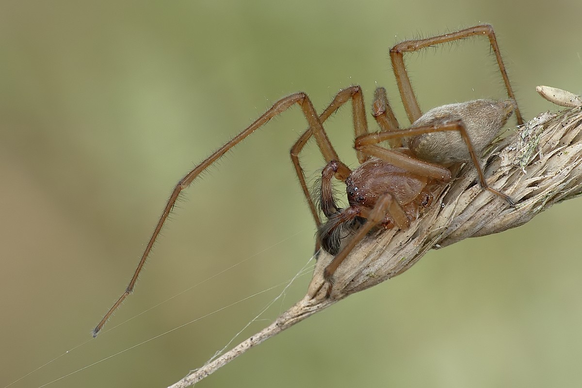 Nazwa:  pajak94391cf.jpg
Wyświetleń: 209
Rozmiar:  146,8 KB