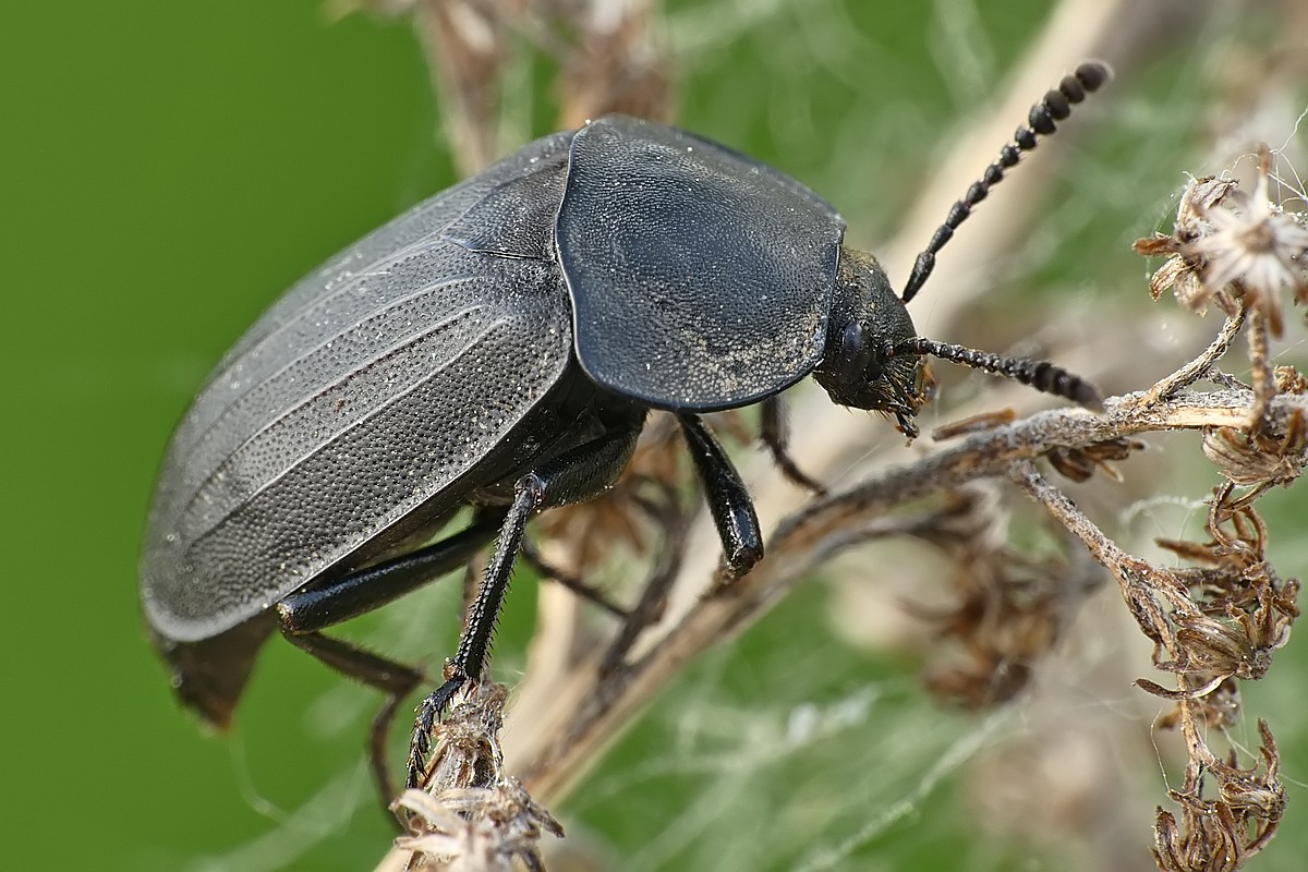 Nazwa:  zaciemka78544cf.jpg
Wyświetleń: 225
Rozmiar:  231,7 KB