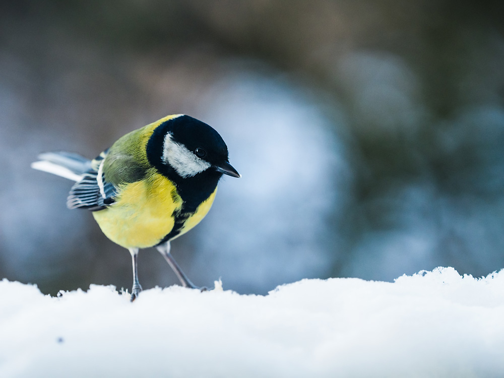 Nazwa:  sikorka7.jpg
Wyświetleń: 154
Rozmiar:  129,1 KB