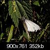 Kliknij obrazek, aby uzyskać większą wersję

Nazwa:	Pieris brassicae.JPG
Wyświetleń:	292
Rozmiar:	352,2 KB
ID:	21383