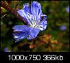 Kliknij obrazek, aby uzyskać większą wersję

Nazwa:	kwiatek niebieski-2.JPG
Wyświetleń:	283
Rozmiar:	366,3 KB
ID:	21386