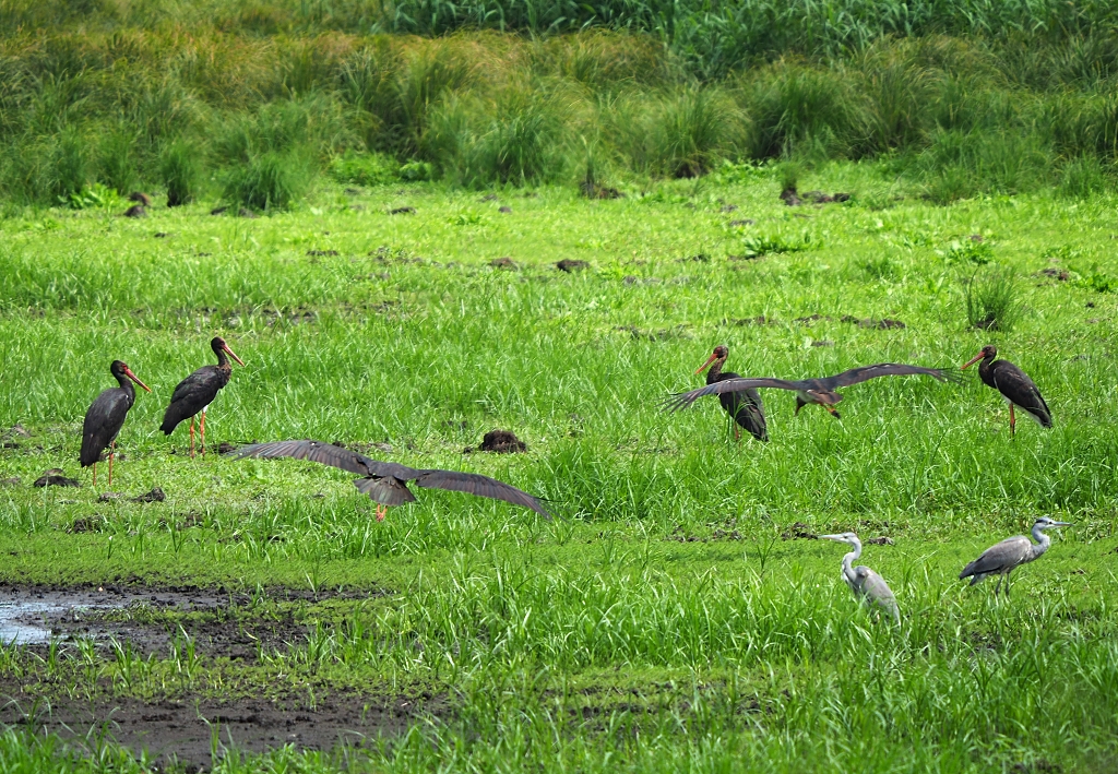 Nazwa:  P8236024b.jpg
Wyświetleń: 110
Rozmiar:  786,4 KB