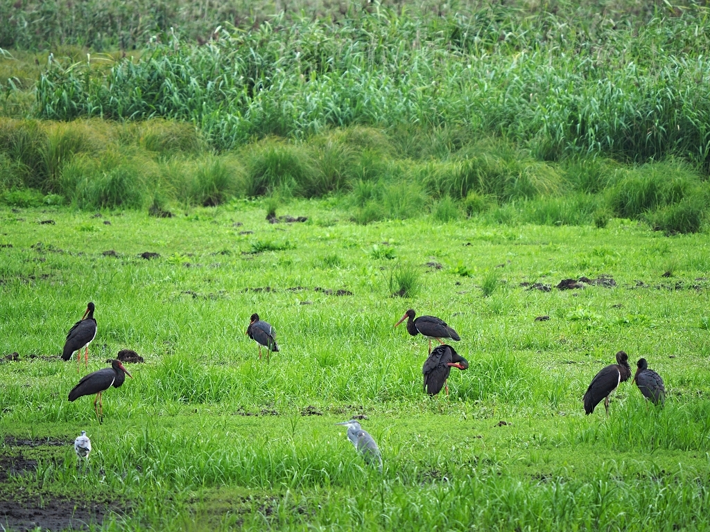 Nazwa:  P8236005a.jpg
Wyświetleń: 106
Rozmiar:  818,8 KB