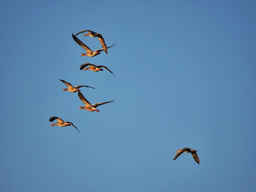 Nazwa:  P8235978b.jpg
Wyświetleń: 225
Rozmiar:  447,4 KB