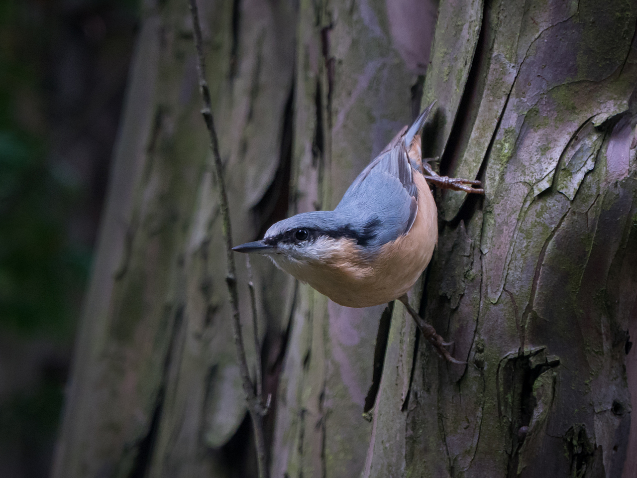 Nazwa:  P1040081.JPG
Wyświetleń: 120
Rozmiar:  716,2 KB