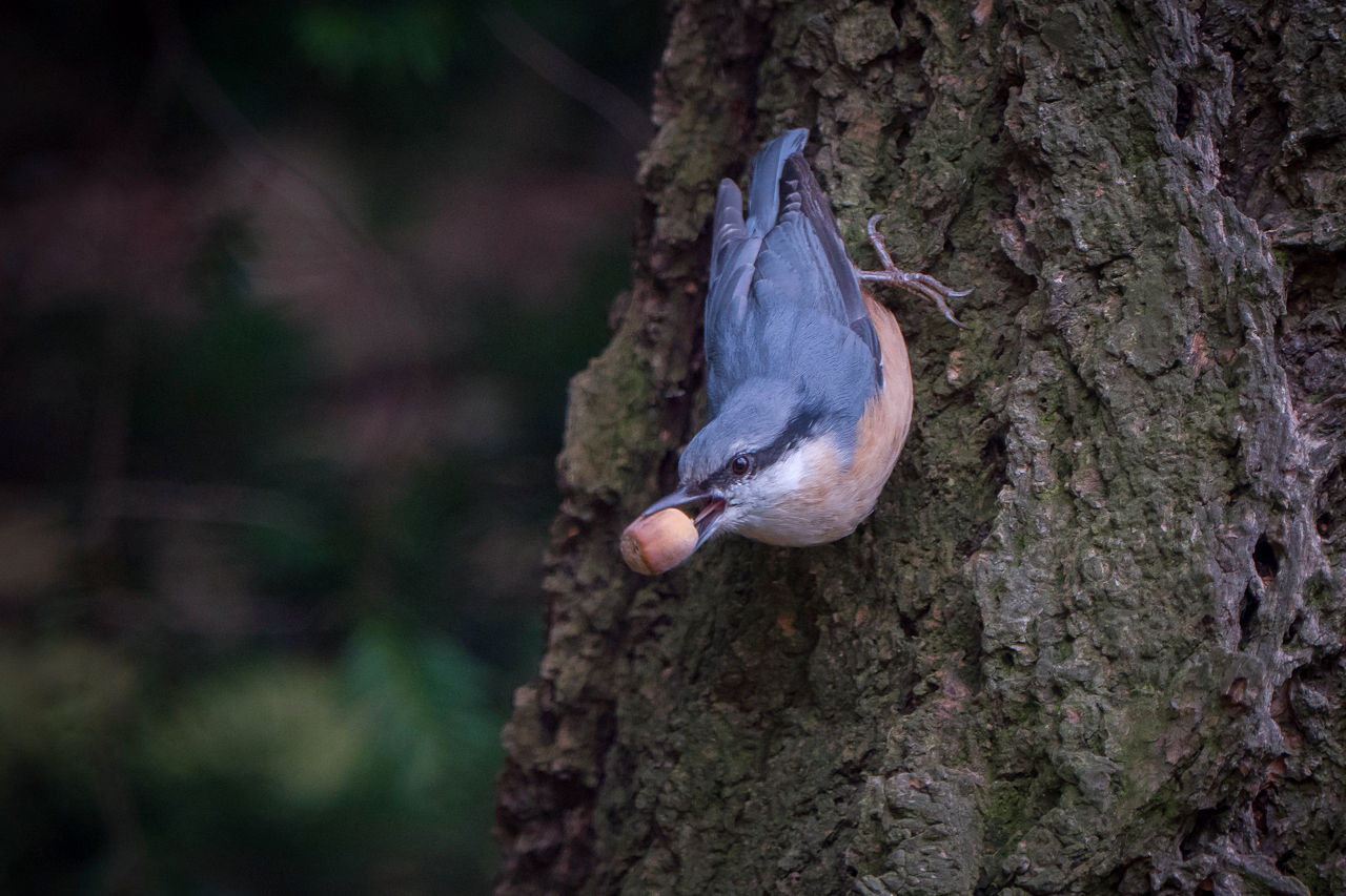 Nazwa:  P1040092.JPG
Wyświetleń: 119
Rozmiar:  742,4 KB