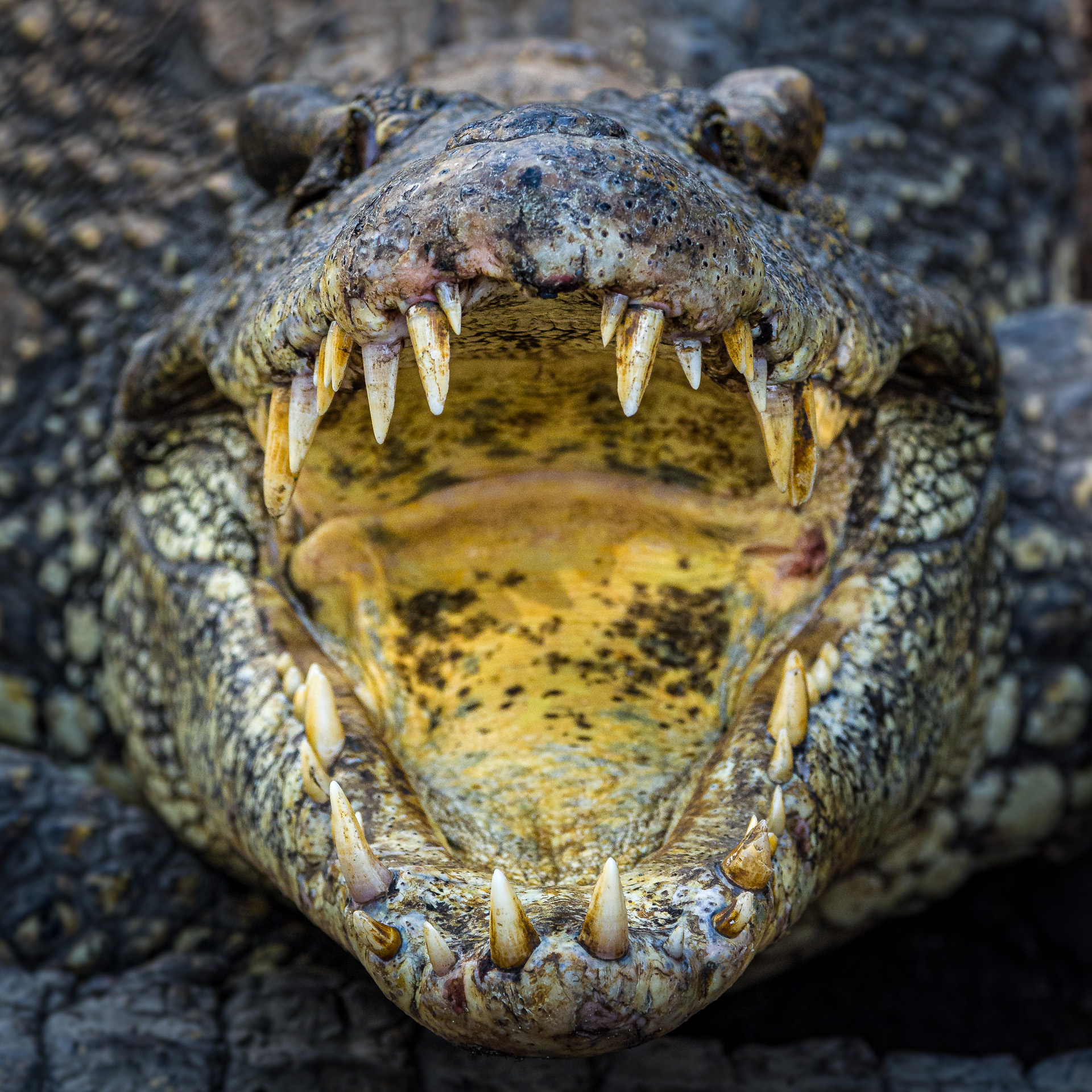 Nazwa:  20190103_Cuban_crocodile_001.jpg
Wyświetleń: 211
Rozmiar:  1,25 MB