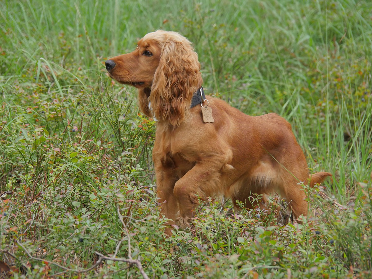 Nazwa:  GX36623.JPG
Wyświetleń: 231
Rozmiar:  403,1 KB