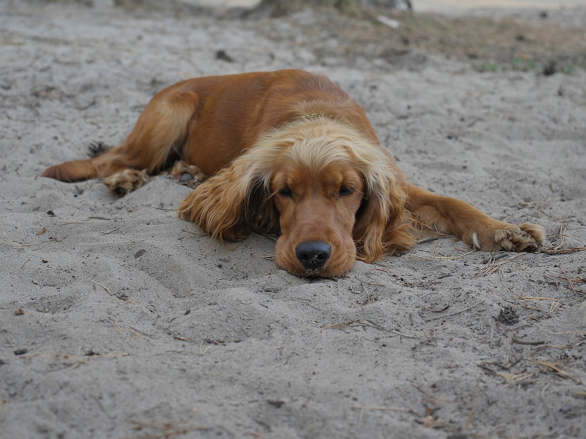 Nazwa:  GX43085.JPG
Wyświetleń: 205
Rozmiar:  327,1 KB