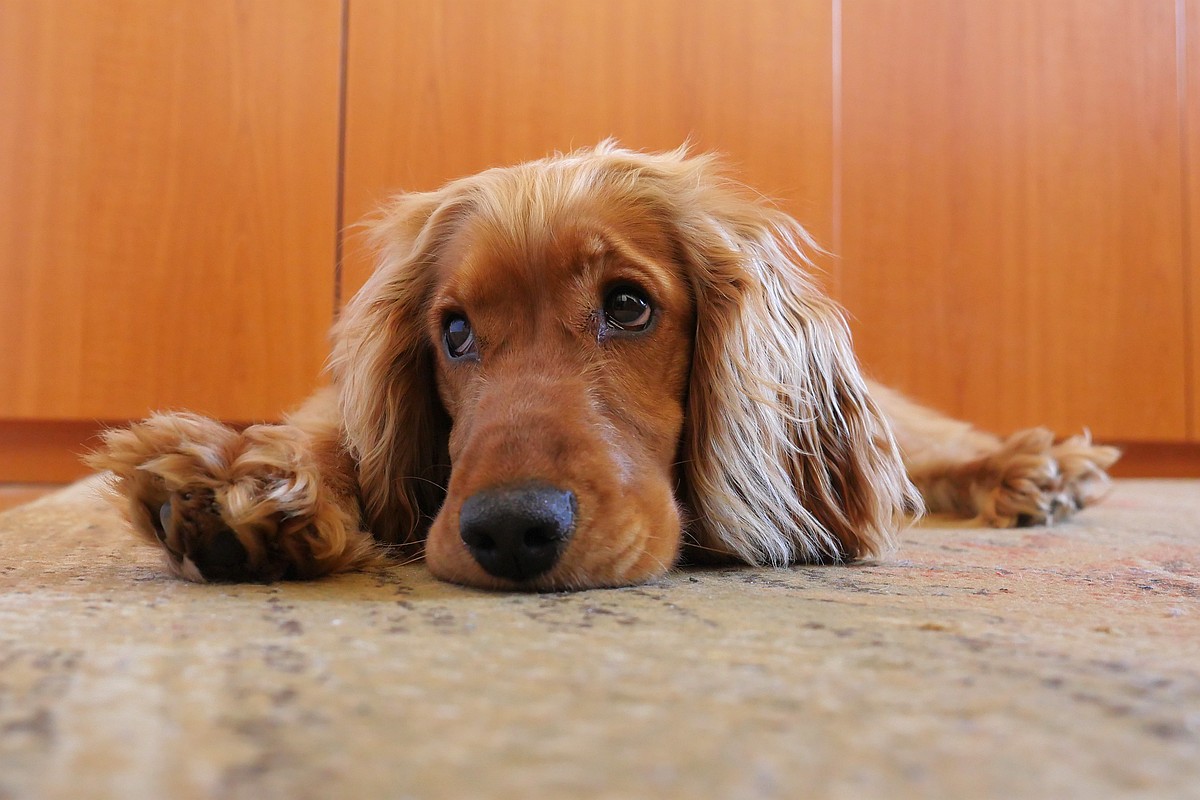 Nazwa:  GX27451.jpg
Wyświetleń: 259
Rozmiar:  176,2 KB