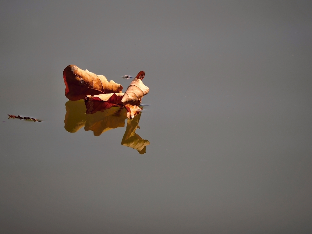 Nazwa:  P8296023a.jpg
Wyświetleń: 198
Rozmiar:  324,4 KB