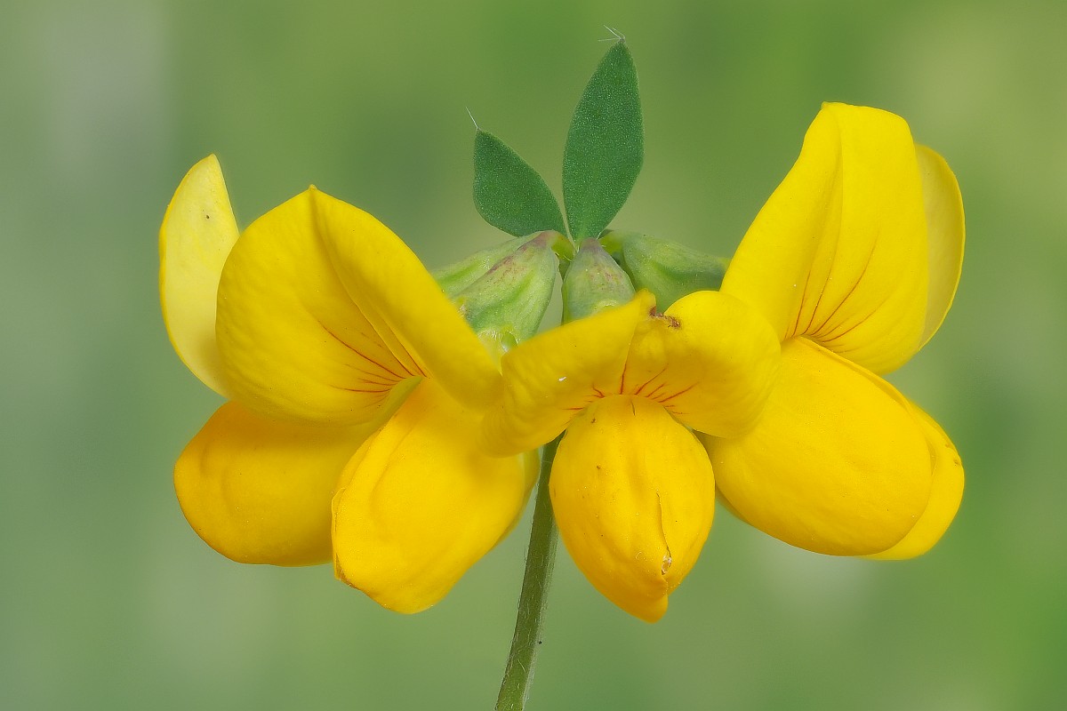 Nazwa:  kwiat21045-62e.jpg
Wyświetleń: 150
Rozmiar:  120,5 KB