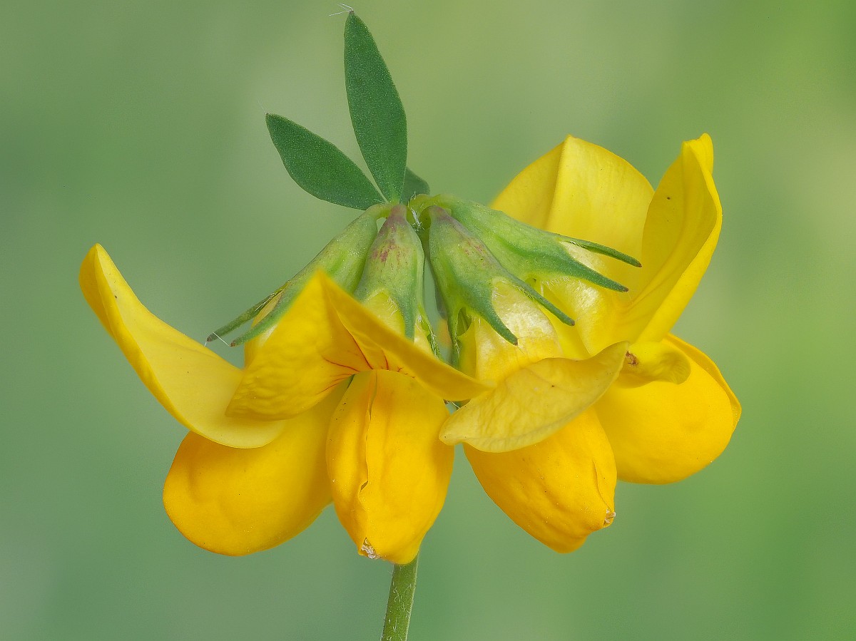 Nazwa:  kwiat21315-36e.jpg
Wyświetleń: 151
Rozmiar:  140,6 KB