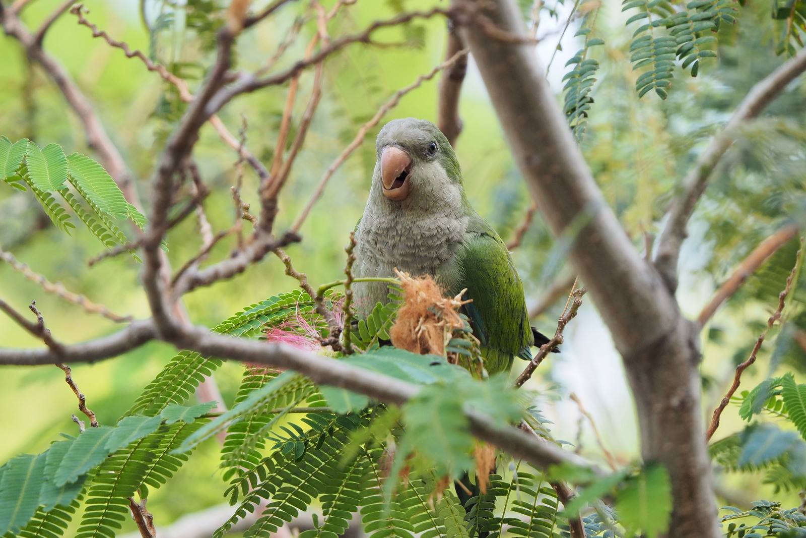 Nazwa:  P9070770.JPG
Wyświetleń: 312
Rozmiar:  465,5 KB