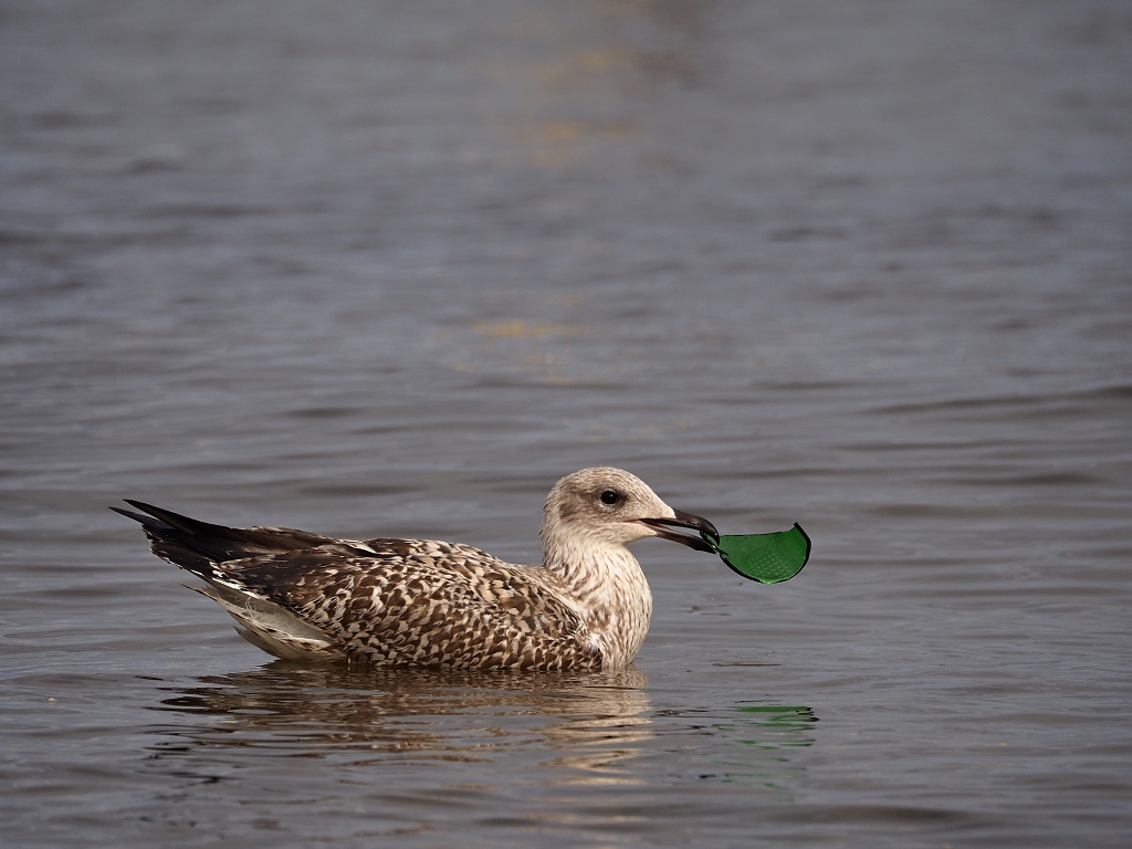 Nazwa:  P9211080x.jpg
Wyświetleń: 195
Rozmiar:  471,1 KB