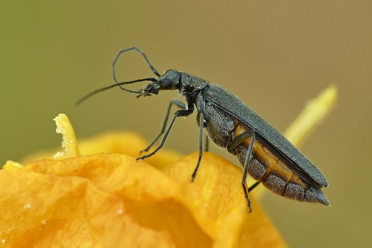 Nazwa:  zaleszczyca118829cf.jpg
Wyświetleń: 178
Rozmiar:  93,4 KB