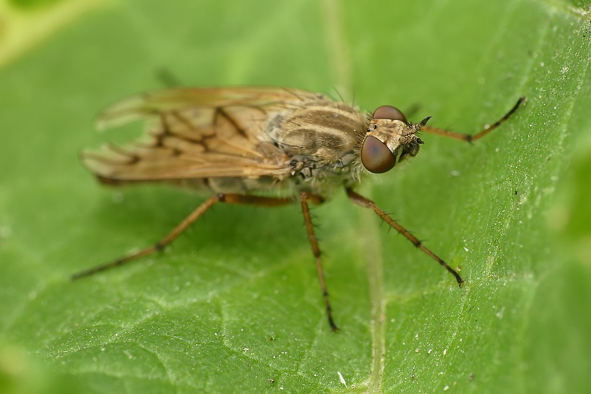 Nazwa:  muchowka113807cf.jpg
Wyświetleń: 263
Rozmiar:  123,1 KB