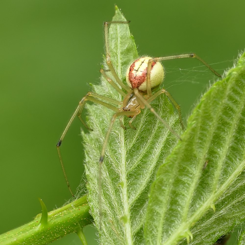 Nazwa:  zawijak114928cf.jpg
Wyświetleń: 241
Rozmiar:  168,8 KB