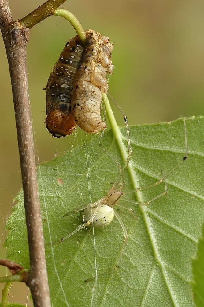 Nazwa:  zawijak117992cf.jpg
Wyświetleń: 239
Rozmiar:  140,0 KB