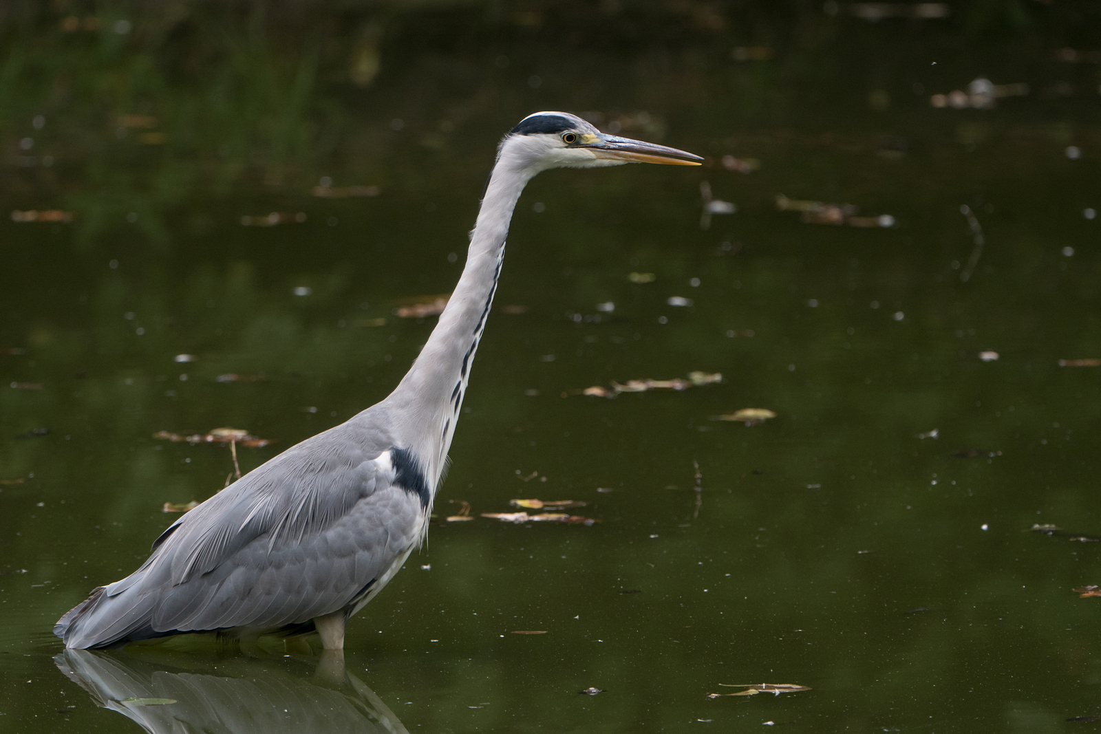 Nazwa:  P1040313.JPG
Wyświetleń: 167
Rozmiar:  771,8 KB