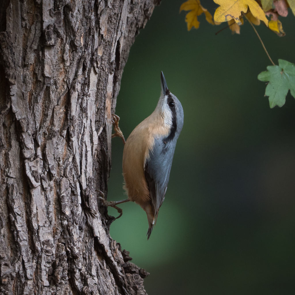 Nazwa:  P1040292.JPG
Wyświetleń: 187
Rozmiar:  673,1 KB