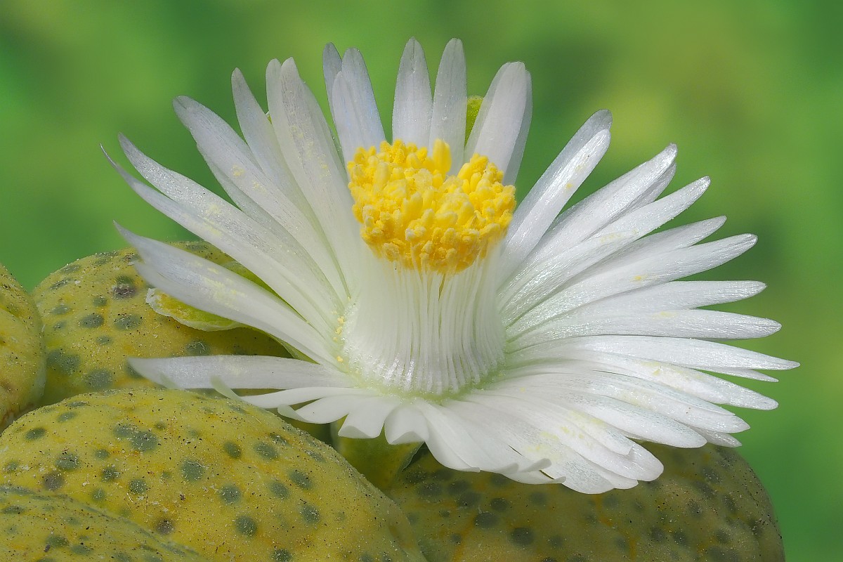 Nazwa:  lithops26877-906e.jpg
Wyświetleń: 97
Rozmiar:  226,1 KB