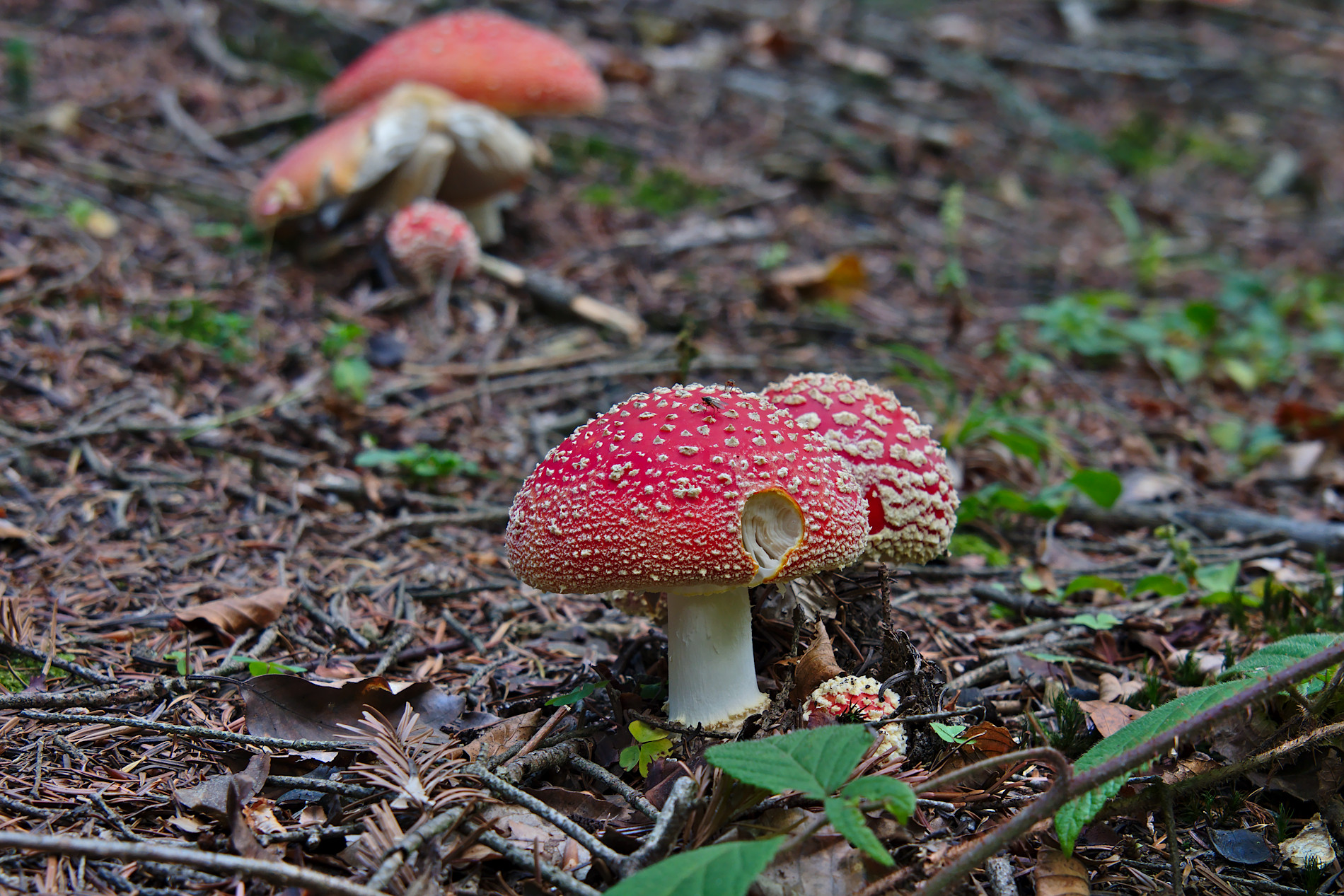 Nazwa:  P1013478.jpg
Wyświetleń: 237
Rozmiar:  831,4 KB