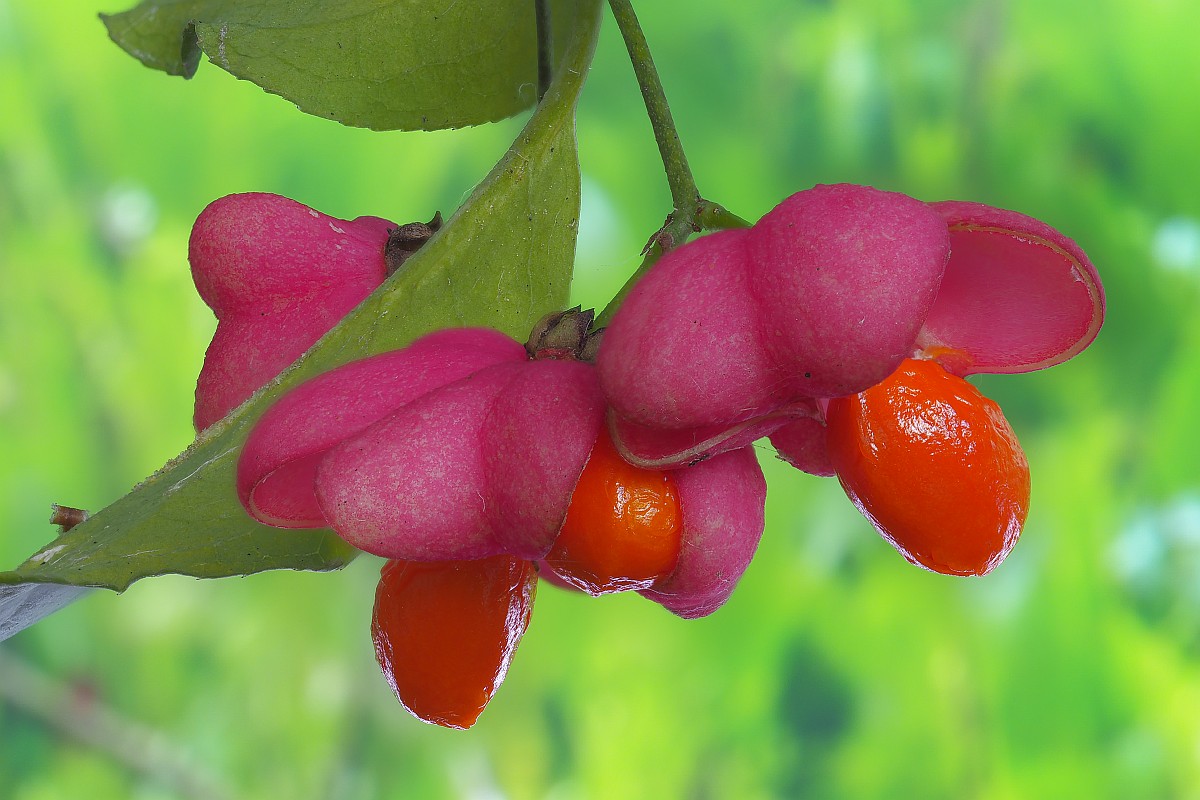 Nazwa:  owoc28129-56e.jpg
Wyświetleń: 232
Rozmiar:  182,8 KB