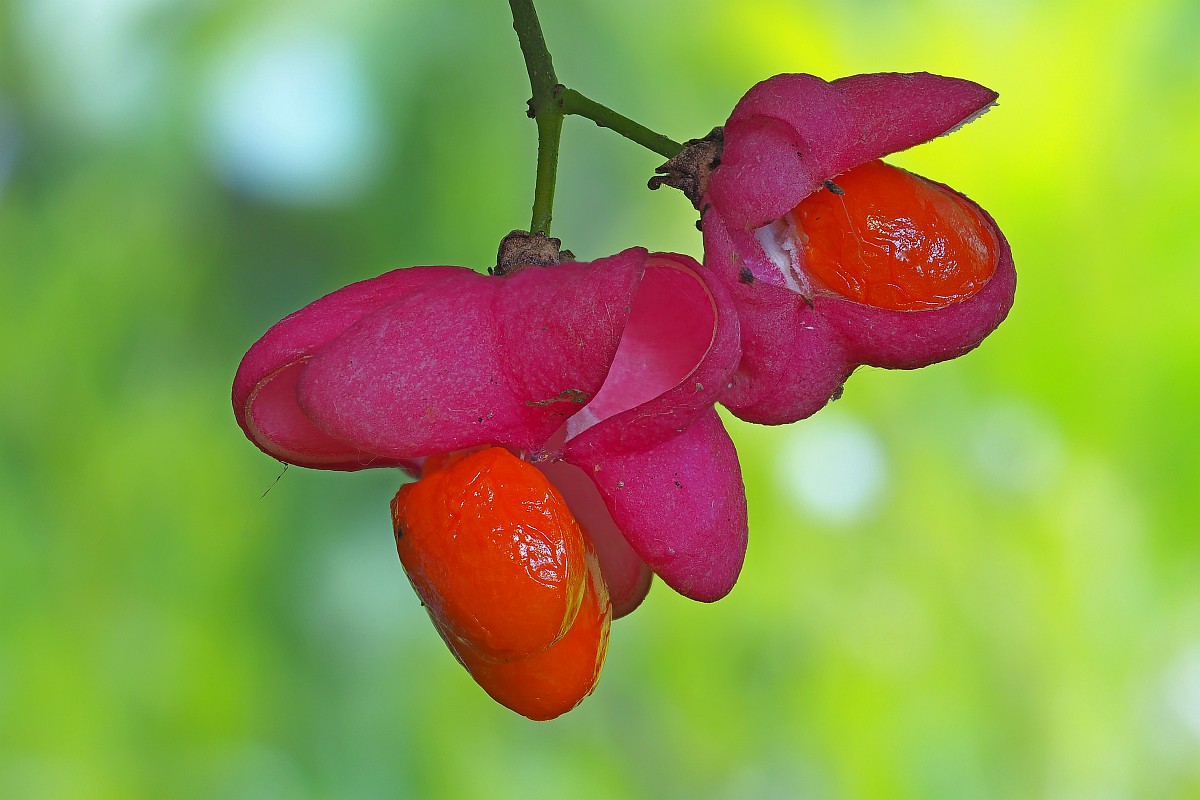 Nazwa:  owoc27965-75e.jpg
Wyświetleń: 241
Rozmiar:  153,9 KB