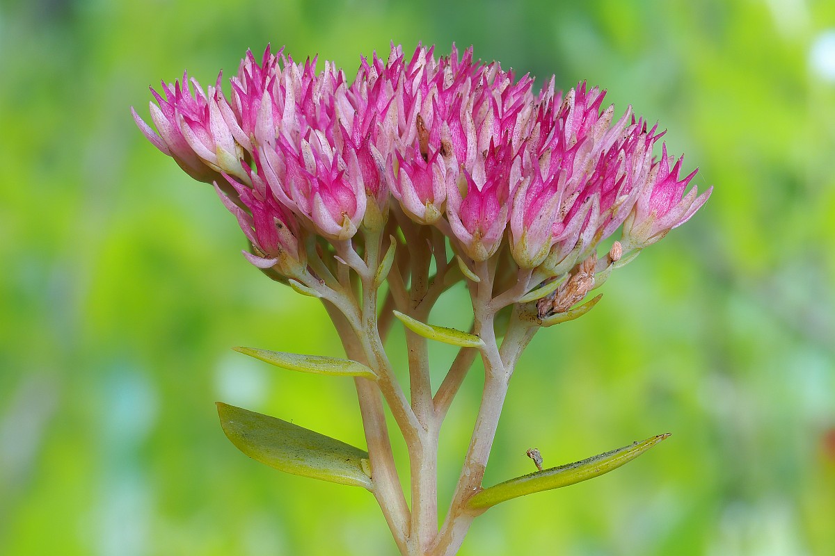 Nazwa:  rozchodnik27871-85e.jpg
Wyświetleń: 258
Rozmiar:  190,5 KB