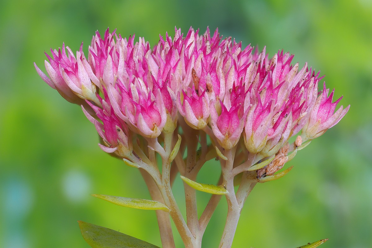 Nazwa:  rozchodnik27780-99e.jpg
Wyświetleń: 100
Rozmiar:  213,7 KB