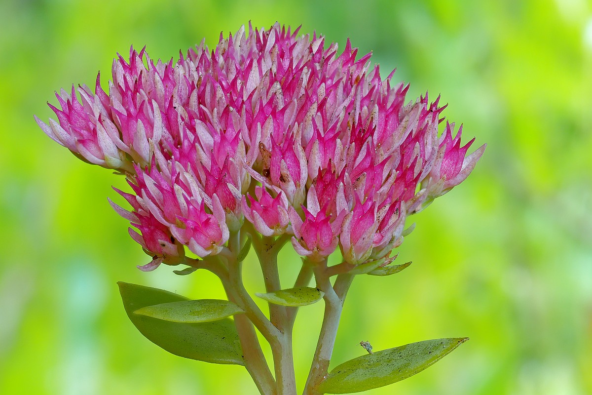 Nazwa:  rozchodnik27901-18e.jpg
Wyświetleń: 92
Rozmiar:  232,3 KB