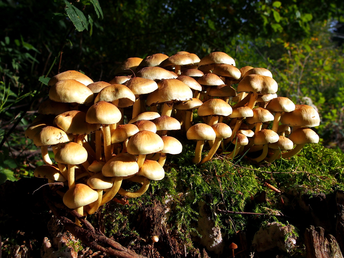 Nazwa:  P9294364.jpg
Wyświetleń: 245
Rozmiar:  700,1 KB